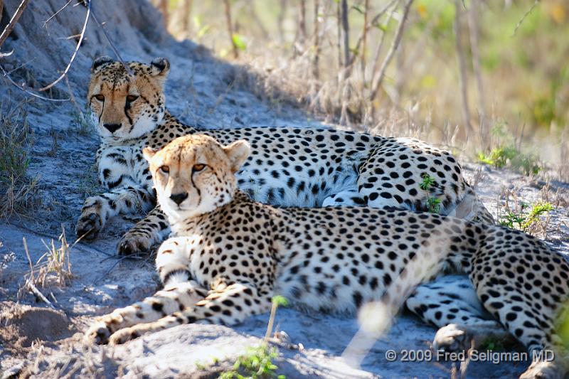 20090618_092045 D3 X1.jpg - Cheetah at Selinda Spillway (Hunda Island) Botswana
